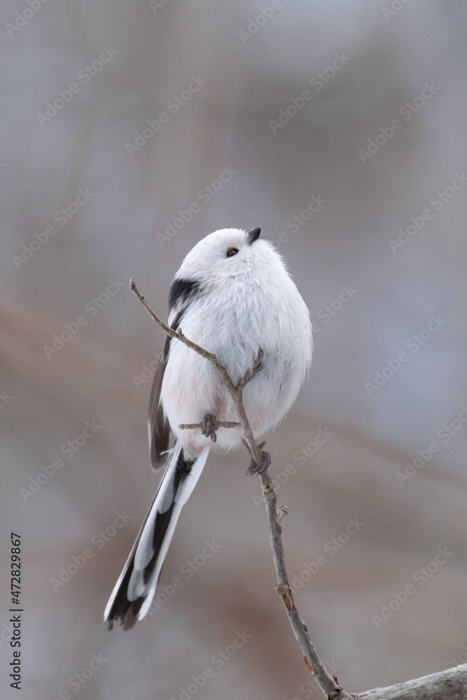 Fototapeta premium Long-tailed tit, especially called