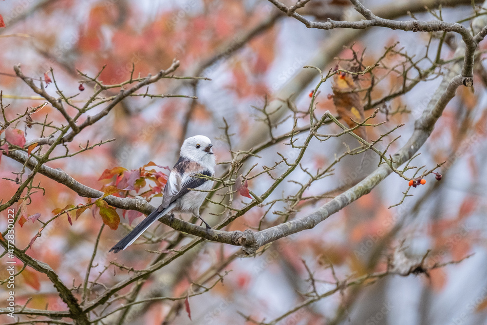 Long-tailed tit, especially called Long-tailed tit, especially called