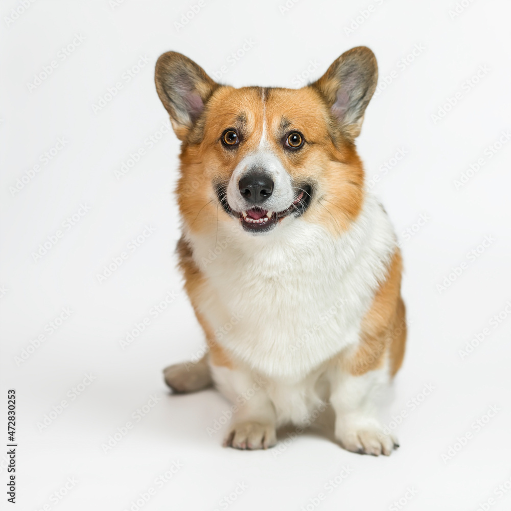 square portrait of a corgi dog sitting on a white isolated background and smiling