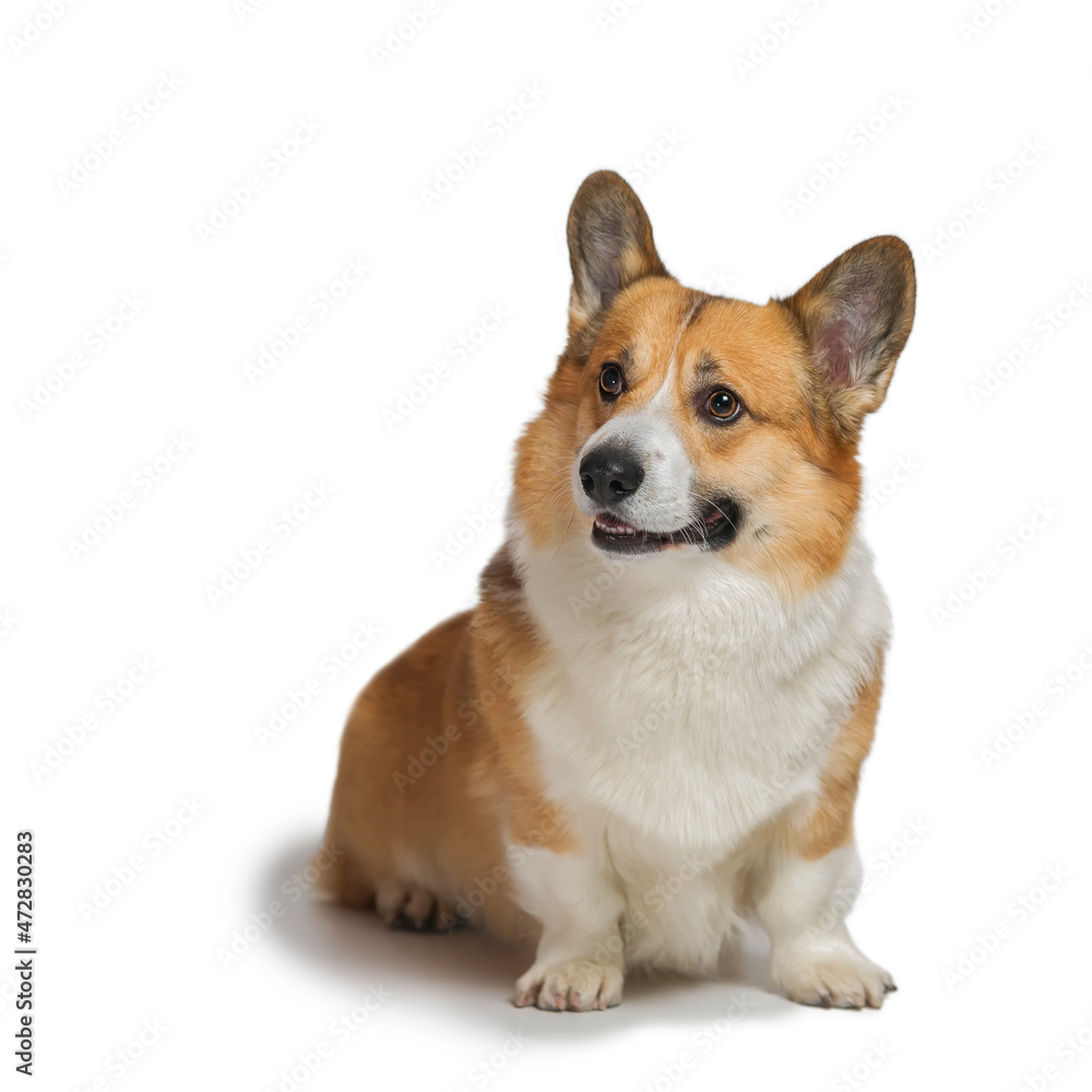 portrait of a corgi dog sitting on a white isolated background and smiling