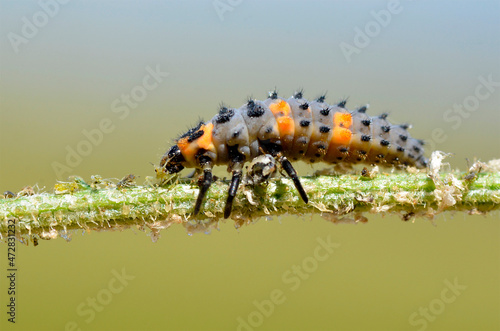 Macro of ladybug larva (Coccinella) eating an aphid on a stem seen from profile  photo