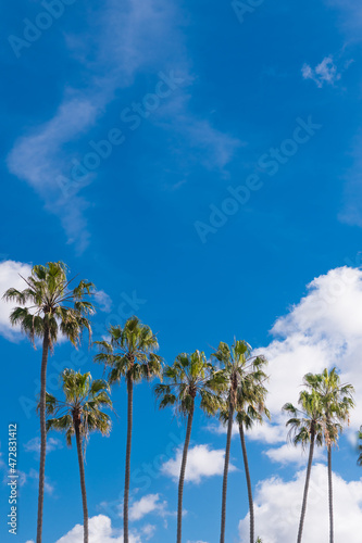Green Palm Trees Sky White Puffy Clouds Landscape Blue Sky Serene Calming Take me to the Tropics Tropical Sun Sunshine Clear 