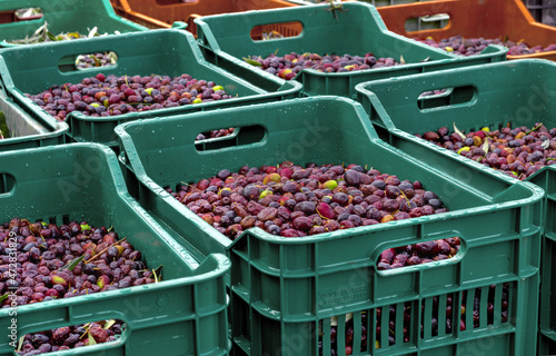 ягоды оливок в ящиках