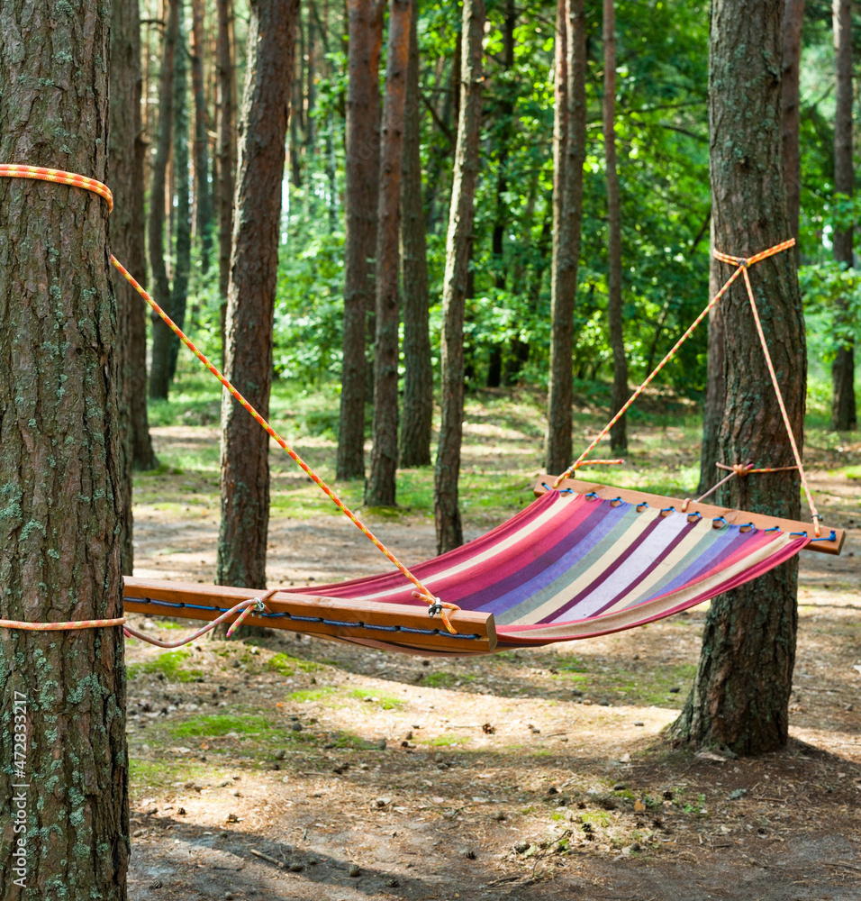 Hammock in the coniferous forest