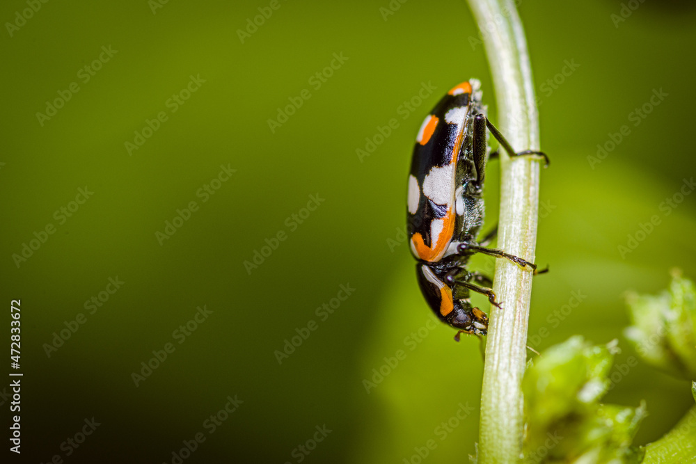 Eriopis connexa is a widespread species of ladybug beetle in South America. Eriopis connexa is a widespread species of ladybug beetle in South America.
