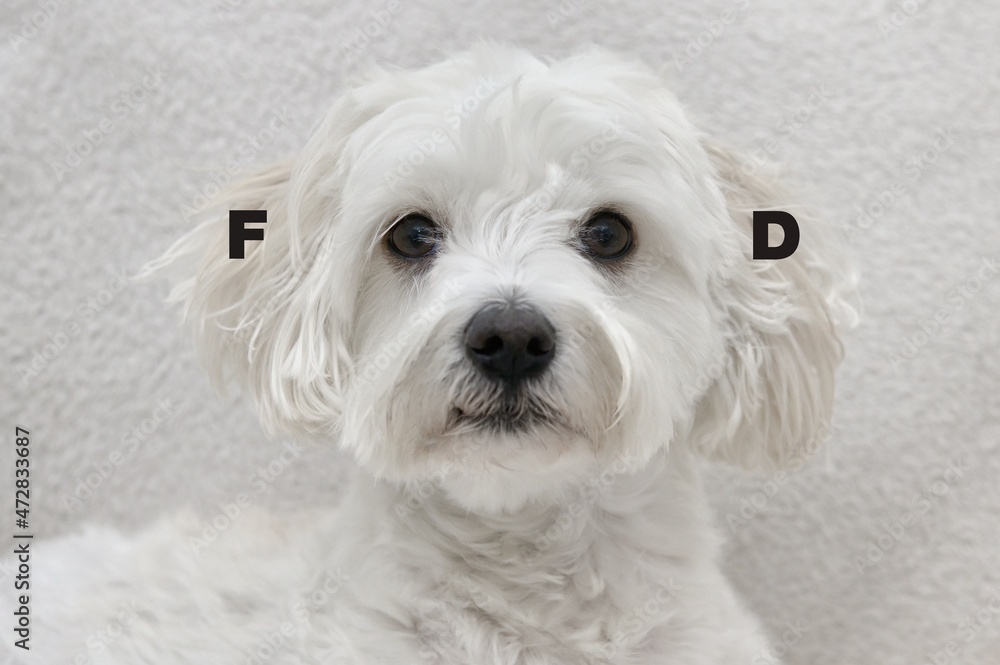 White Maltese Dog Bichon Thinks Rustling Is Food