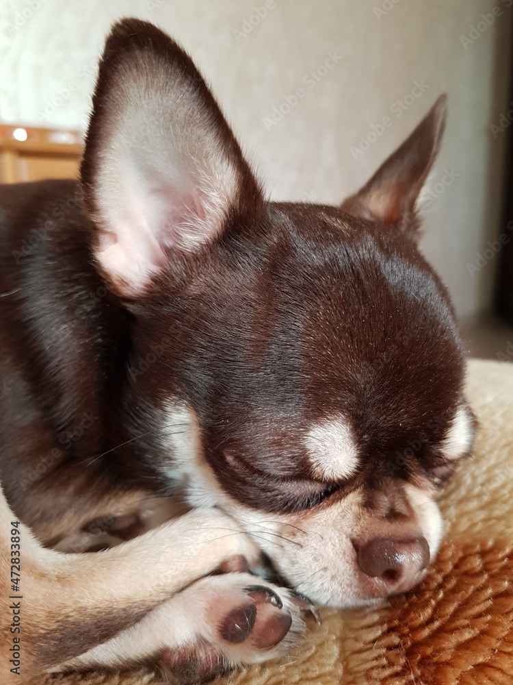 Chihuahua puppy resting on the bed Chihuahua puppy resting on the bed