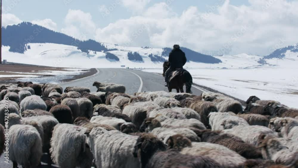 Kazakh nomad shepherd leading a flock of sheep away from the road ...