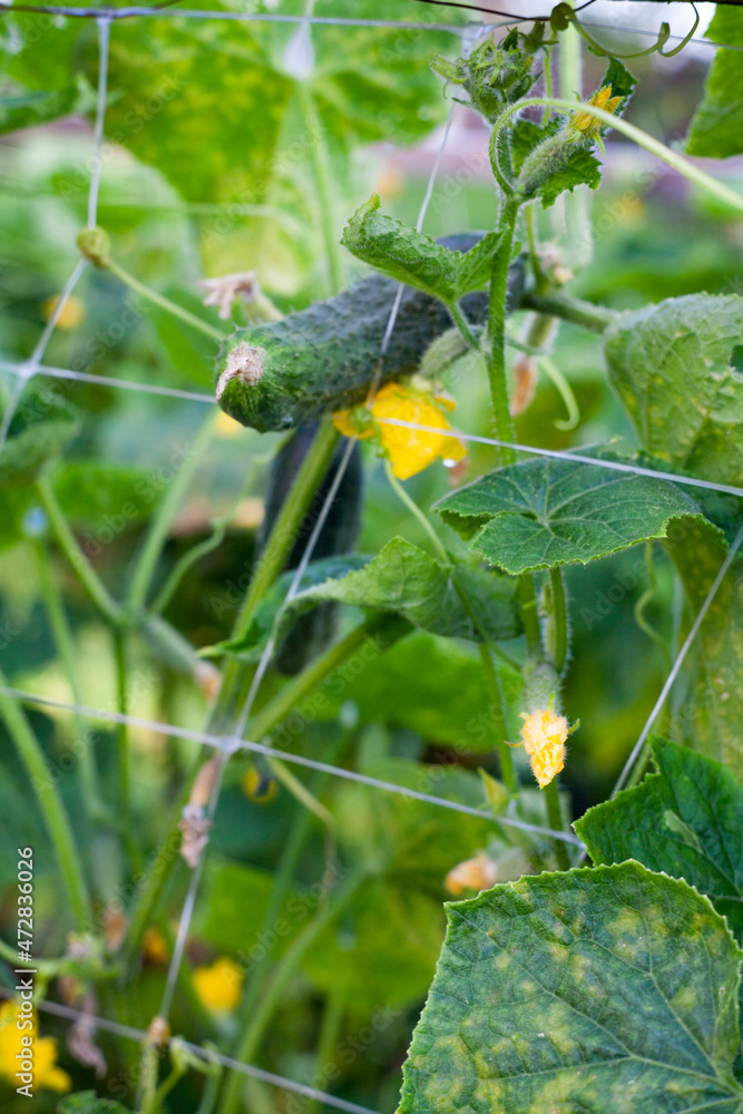 Growing the cucumbers. Cucumber plants. Growing the cucumbers. Cucumber plants.