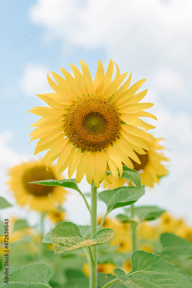 Fototapeta premium Beautiful sunflowers and blue sky background