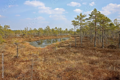 Great Ķemeri Bog in Ķemeri National Park in Latvia