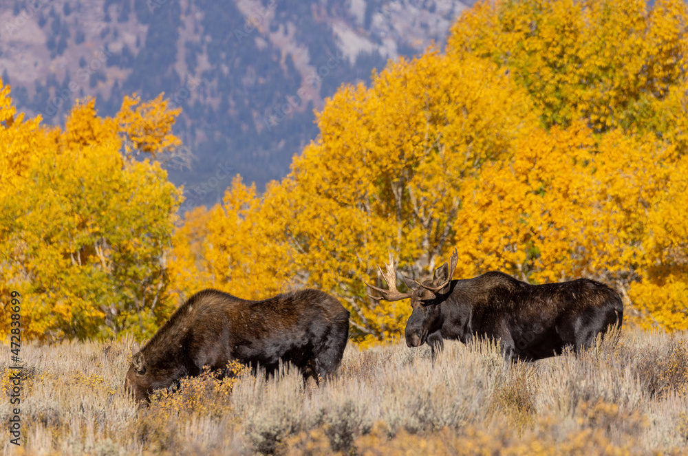 Bull And Cow Moose in the Rut in Wyoming in Autumn Bull And Cow Moose in the Rut in Wyoming in Autumn