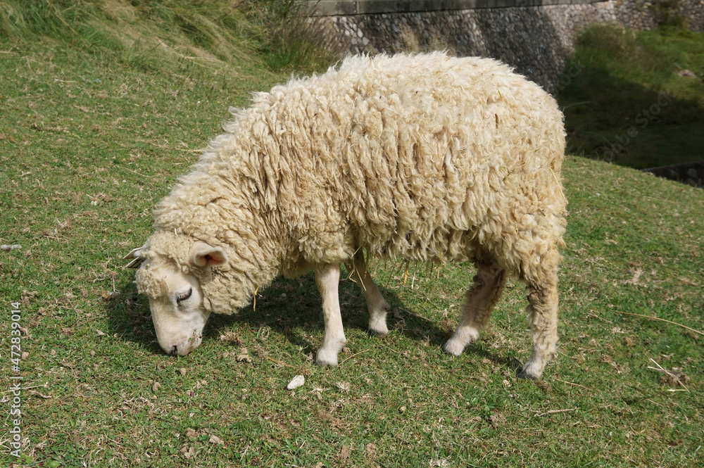 Sheep eating grass at Rokkosan Pasture, Kobe City, Hyogo Prefecture, Japan Sheep eating grass at Rokkosan Pasture, Kobe City, Hyogo Prefecture, Japan