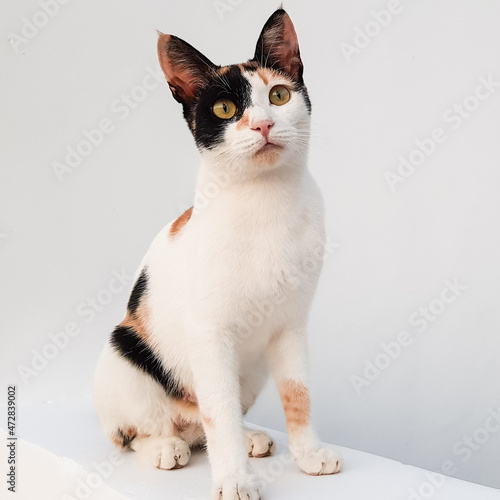 the cat is tricolor on a white background. white, black and red wool. a beautiful cat.