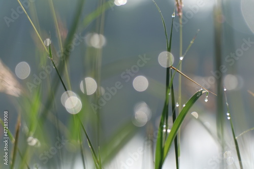 dew on the grassy