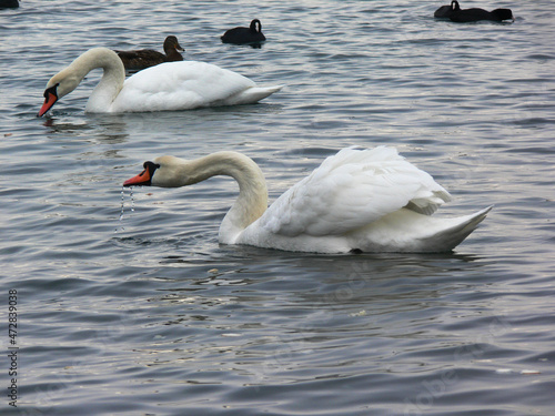 Sly swan on the water