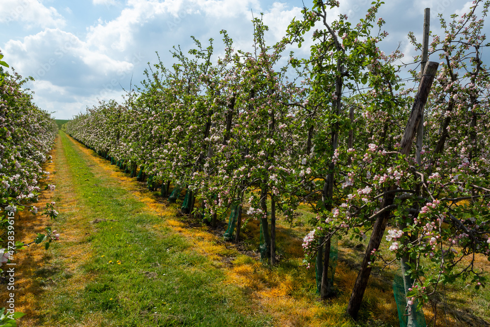 Spring pink blossom of apple trees on fruit orchards in Zeeland, Netherlands