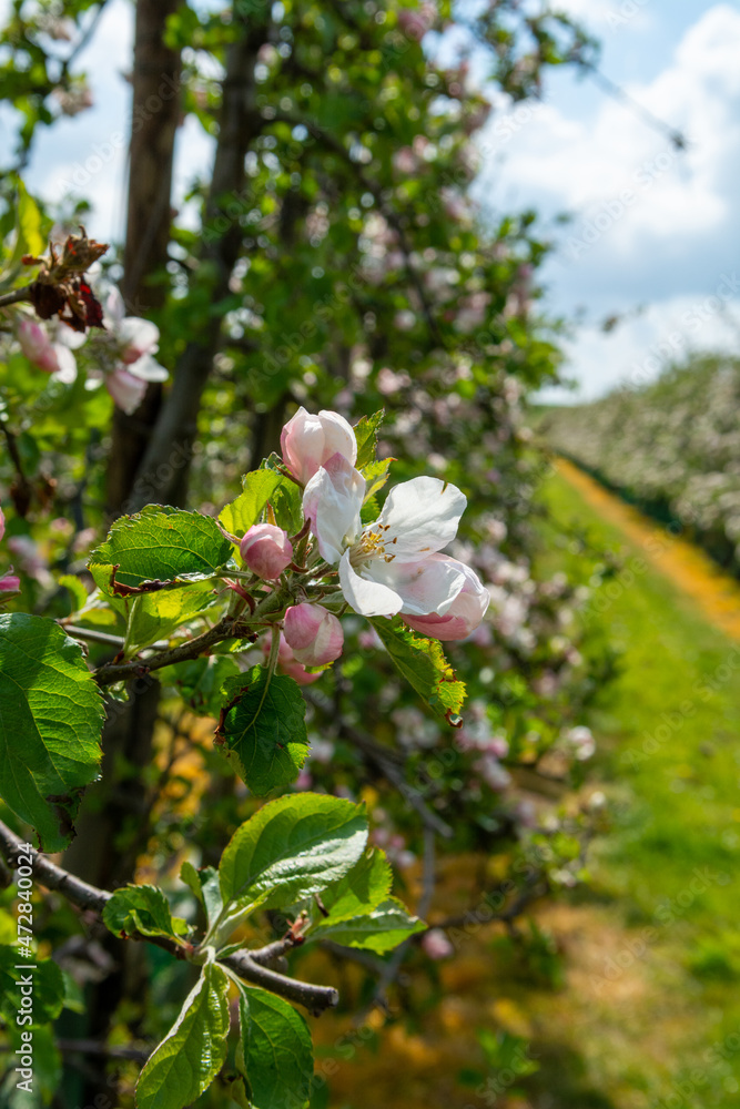 Spring pink blossom of apple trees on fruit orchards in Zeeland, Netherlands Spring pink blossom of apple trees on fruit orchards in Zeeland, Netherlands