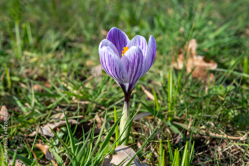 First spring flowers, blossom of purple crocusses photo