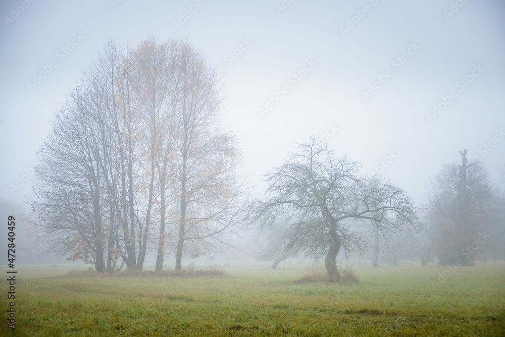 Twisted circular tree branches in a foggy forest Twisted circular tree branches in a foggy forest