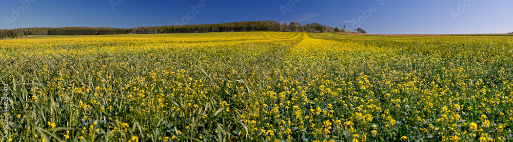 Field of buckwheat, panorama.