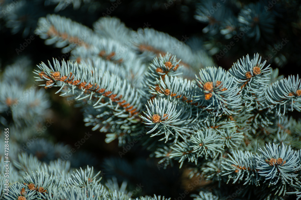Blue spruce Picea pungens), also cogreen spruce or Colorado spruce with blue-green coloured needles coniferous tree Blue spruce Picea pungens), also cogreen spruce or Colorado spruce with blue-green coloured needles coniferous tree