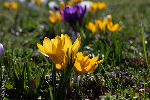 First spring flowers, blossom of yellow crocusses