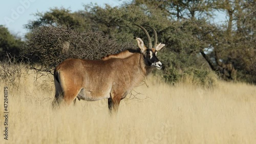 A rare roan antelope (Hippotragus equinus) in grassland, Mokala National Park, South Africa