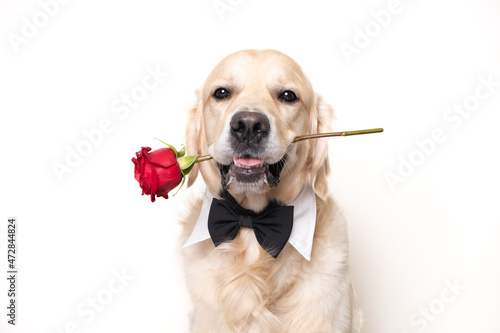 Photography A beautiful dog holds a red rose in his mouth on a white background