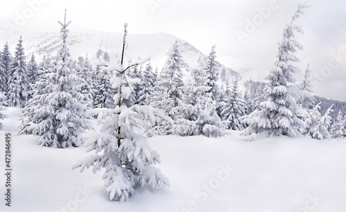 Winter landscape of mountains in snow in fir forest