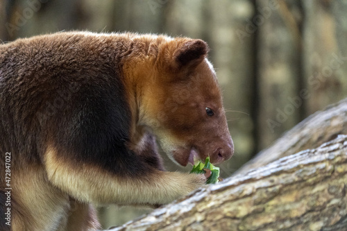 Canvas Print goodfellow tree kangaroo close up
