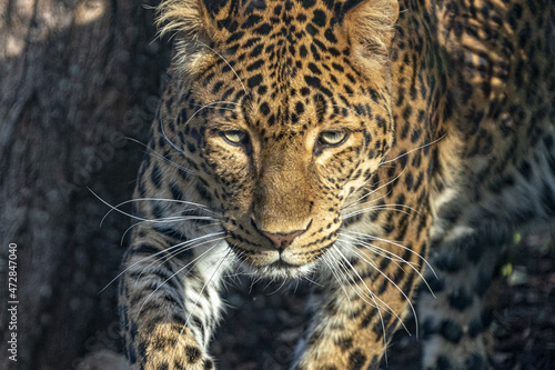 chinese panther leopard close up portrait photo