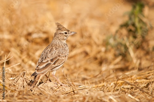 Galerida theklae - The montesina cogujada is a species of bird in the Alaudidae family photo