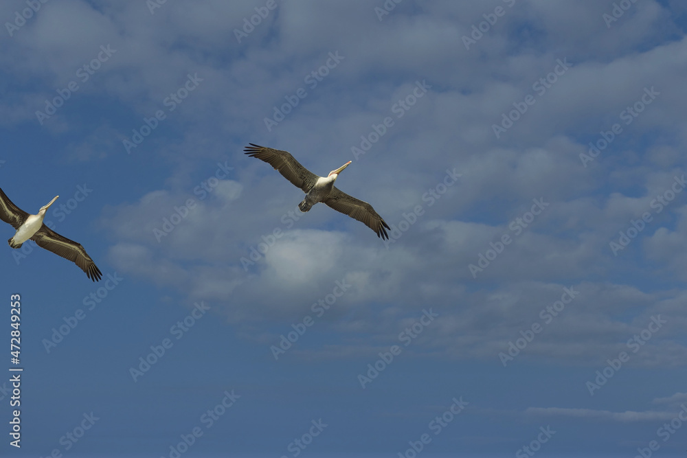 pelican flying over the shoreline at dusk pelican flying over the shoreline at dusk