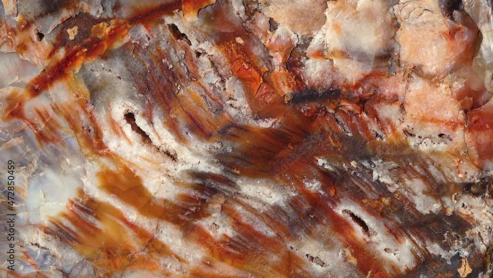 The trunks of petrified trees, multi-colored crystals of minerals. Petrified Forest National Park, Arizona The trunks of petrified trees, multi-colored crystals of minerals. Petrified Forest National Park, Arizona