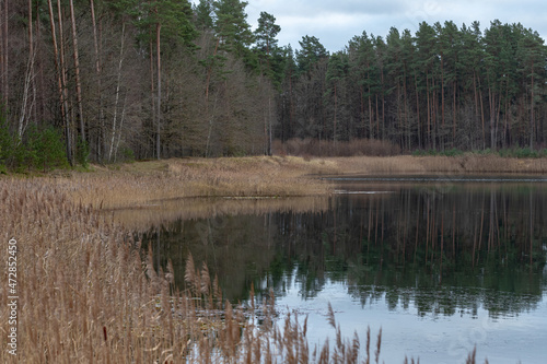 calm beautiful pond or lake near pine forest in Latvia, Garoza