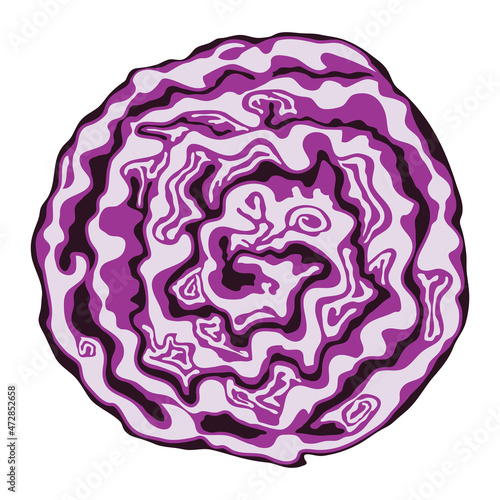 vector red cabbage cut