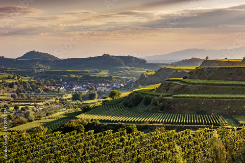 Rebterrassen am Kaiserstuhl