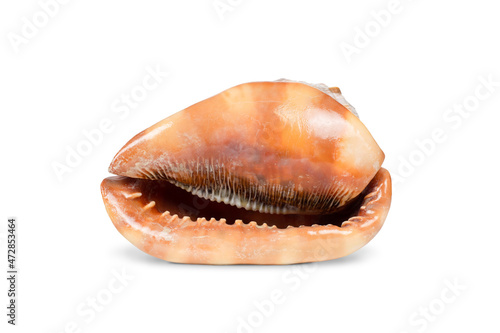 sea shell on a white izorivannom background