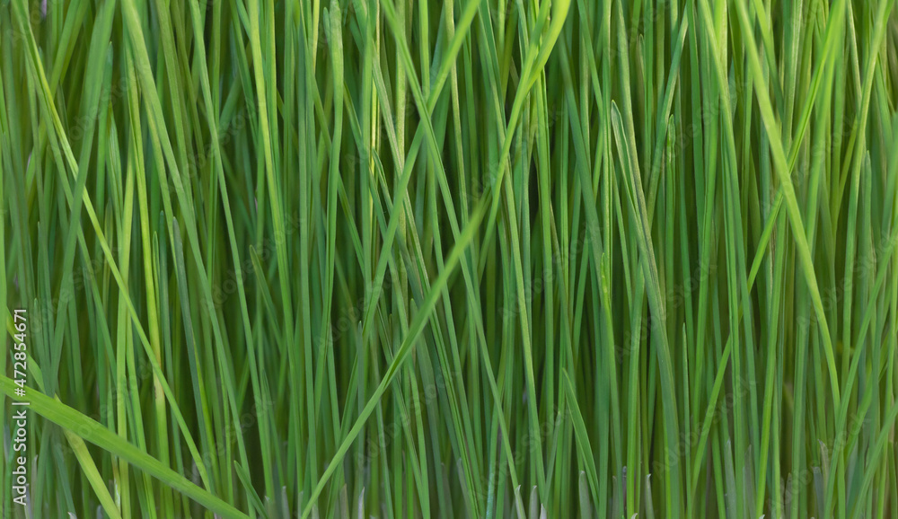 Wheatgrass texture background - Growing wheatgrass at home. A medicinal plant conept Wheatgrass texture background - Growing wheatgrass at home. A medicinal plant conept