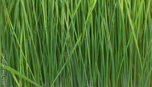 Wheatgrass texture background - Growing wheatgrass at home. A medicinal plant conept