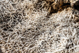 Closeup of Cactus Decomposing Into Fiberous Web
