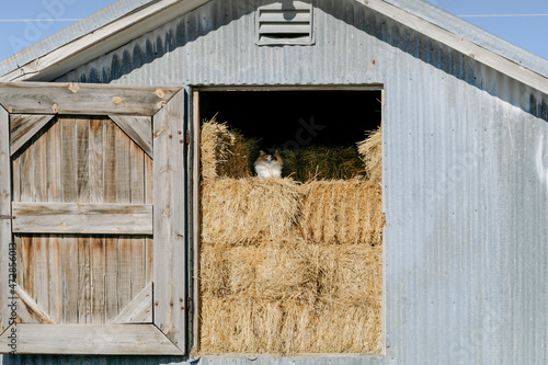Cat in barn. Duran, New Mexico photo