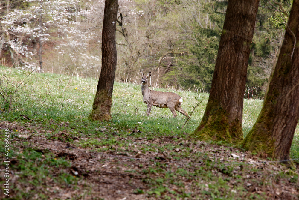 Ein Reh auf einer Waldwiese. Schmalkalden, Thueringen, Deutschland, Europa
A deer in a forest meadow. Schmalkalden, Thuringia, Germany, Europe Ein Reh auf einer Waldwiese. Schmalkalden, Thueringen, Deutschland, Europa
A deer in a forest meadow. Schmalkalden, Thuringia, Germany, Europe