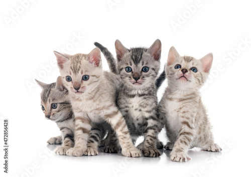 Fototapeta Naklejka Na Ścianę i Meble -  bengal kitten family