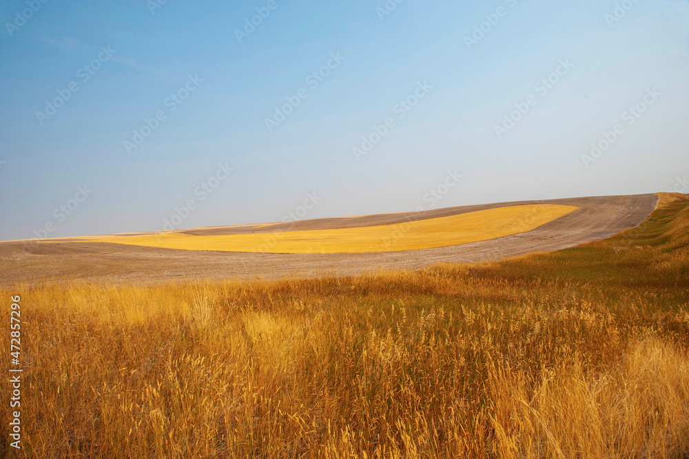 USA, North Dakota, Willison, wheat and plowed fields