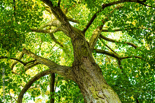 Weit verzweigter Baum - Linde
