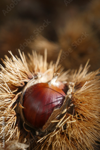 Fresh chestnuts with open husk on fallen autumn leaves