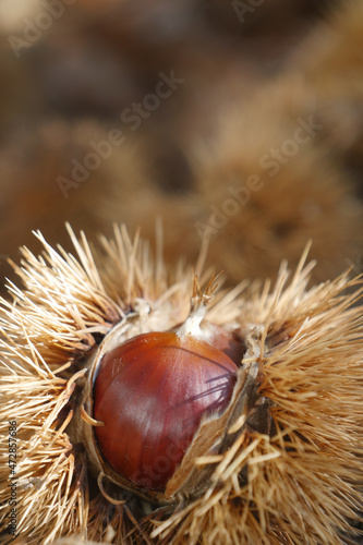 Fresh chestnuts with open husk on fallen autumn leaves