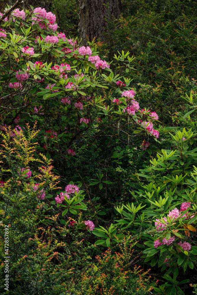Rhododendron, Siuslaw National Forest, Oregon